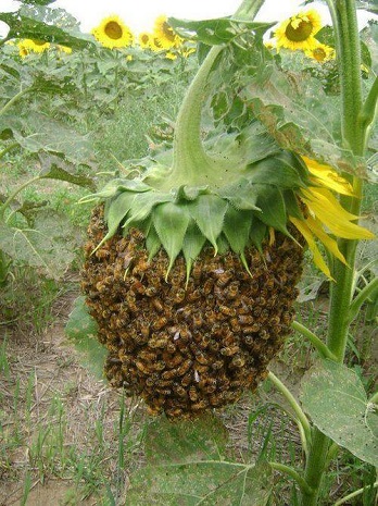 Bees on a Sunflower